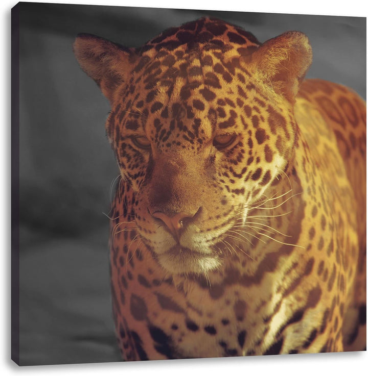 Pixxprint Einsamer Leopard in der Wüste als Leinwandbild/Grösse: 70x70 cm/Wandbild/Kunstdruck/fertig