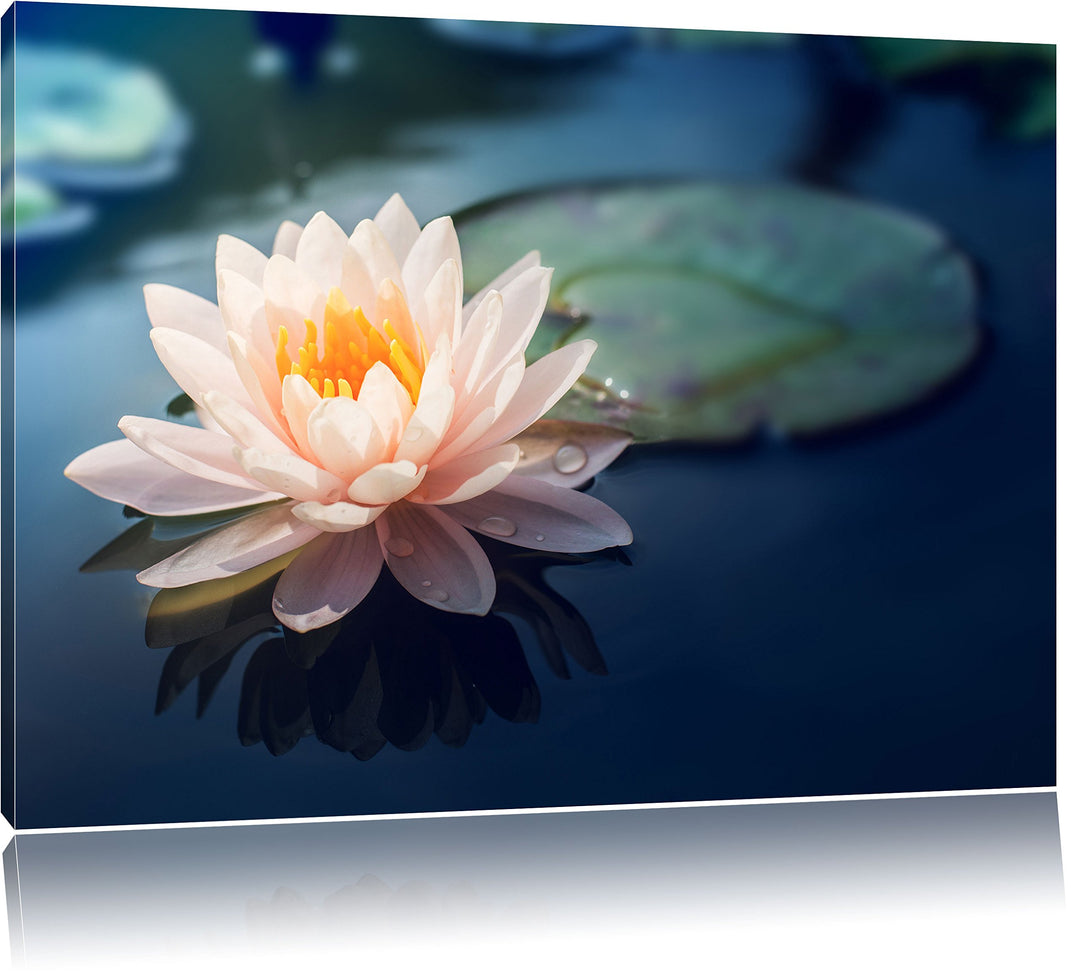 Pixxprint Eine schöne rosa Lotosblume in Teich, Format: 100x70 auf Leinwand, 100x70