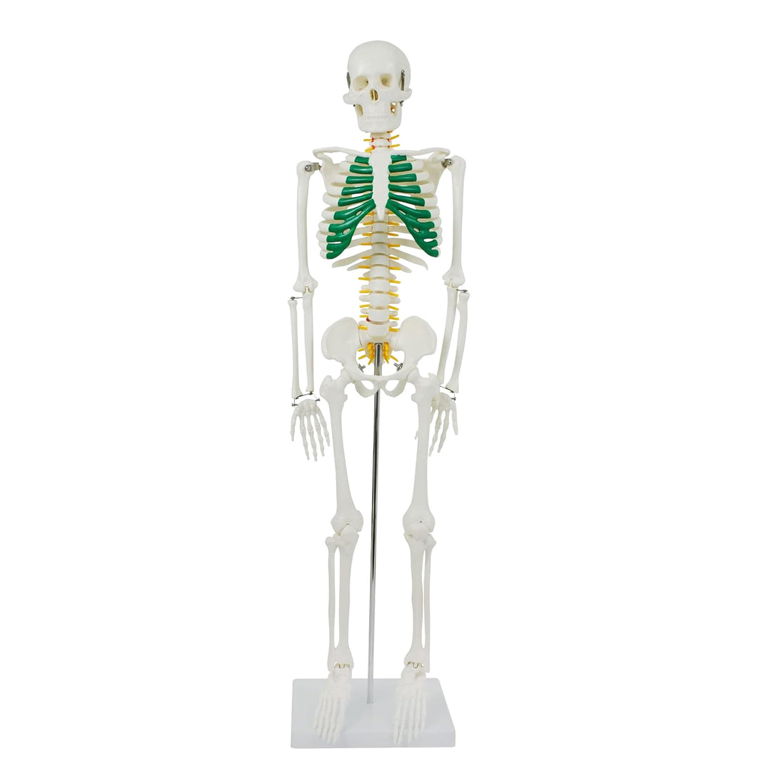 Anatomie Skelett 87 cm, detailliertes menschliches Skelett aus PVC mit Spinalnerven, Arterien und Ba