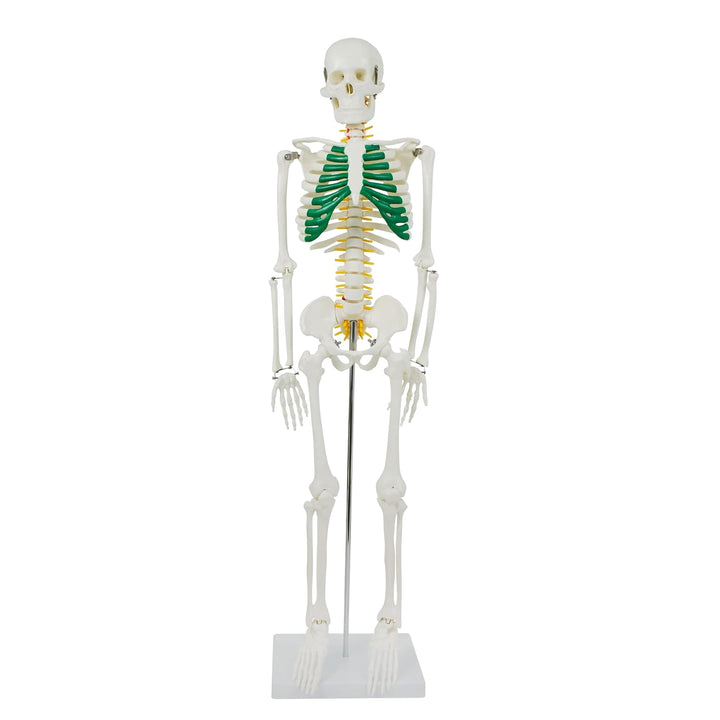 Anatomie Skelett 87 cm, detailliertes menschliches Skelett aus PVC mit Spinalnerven, Arterien und Ba