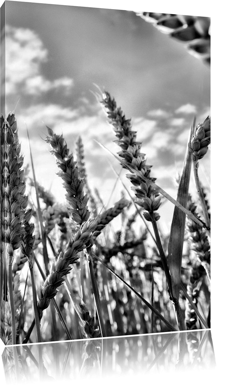 Pixxprint Getreide im Sonnenschein/Format: 100x70cm / Leinwandbild fertig bespannt Wandbild Kunstdru