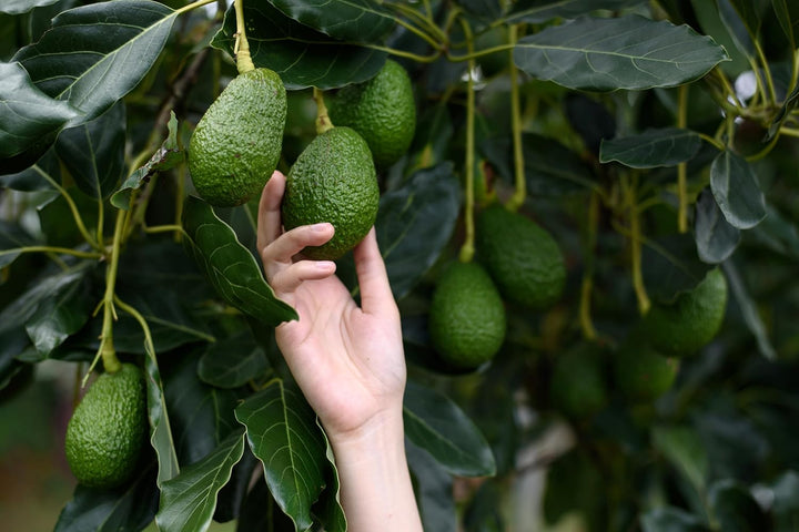 CHOSA Bio-Avocadoöl 500 ml - Kaltgepresst - Unraffiniert - 100% Natürlich - Pur - Nachhaltig - Natür