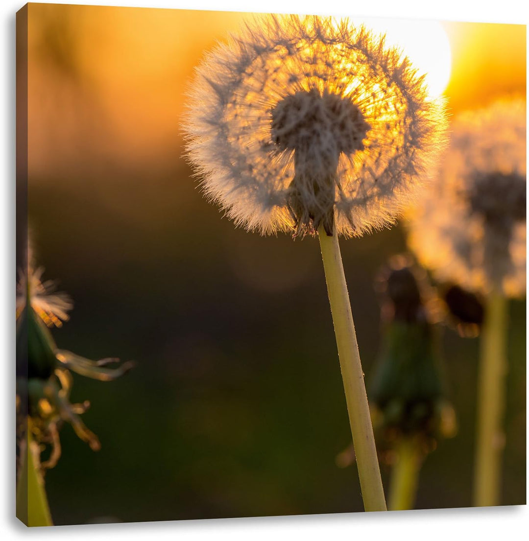 Pixxprint Pusteblume, Format: 70x70 auf Leinwand, XXL riesige Bilder fertig gerahmt mit Keilrahmen,