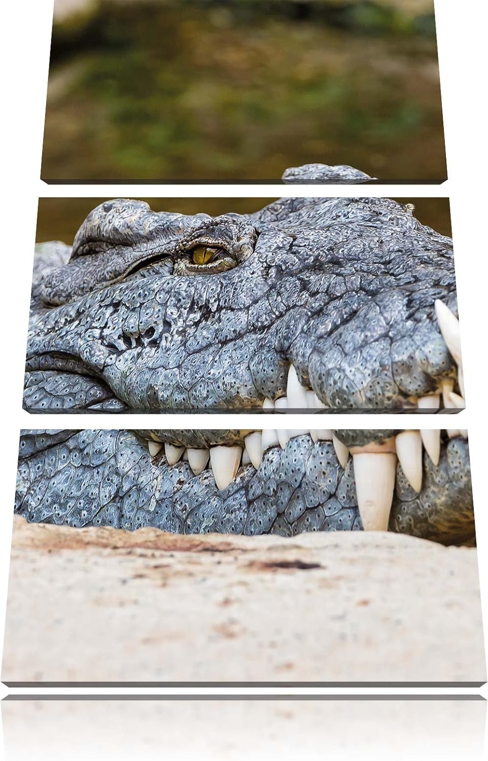 Pixxprint gigantisches Krokodil als Leinwandbild/Grösse: 3 Teilig (120x80 cm) cm/Wandbild/Kunstdruck