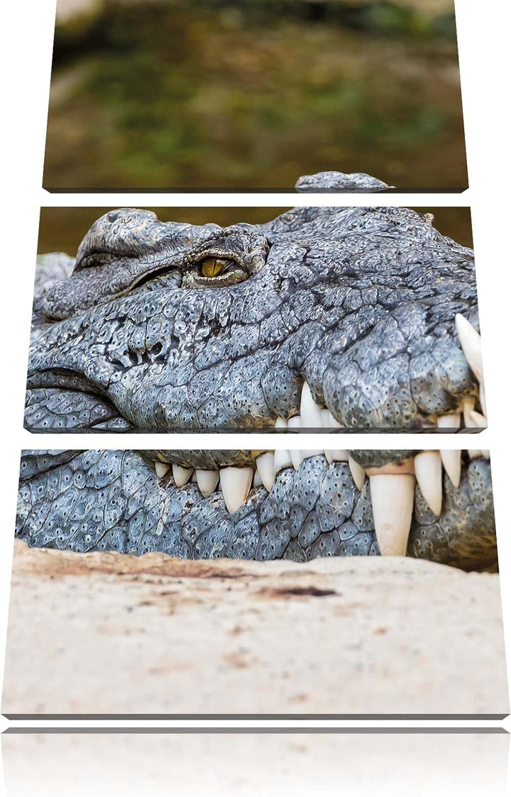 Pixxprint gigantisches Krokodil als Leinwandbild/Grösse: 3 Teilig (120x80 cm) cm/Wandbild/Kunstdruck