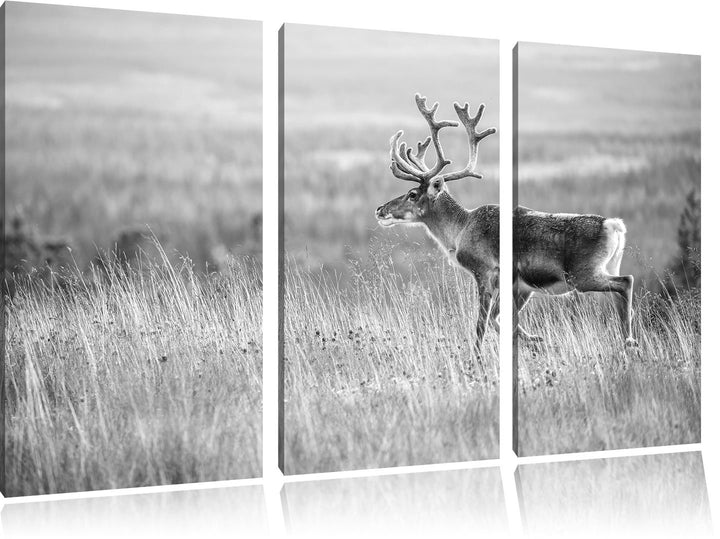 Pixxprint Rentier in Norwegen Kunst B&W als Leinwandbild/Grösse: 3 Teilig (120x80) / Wandbild/Kunstd