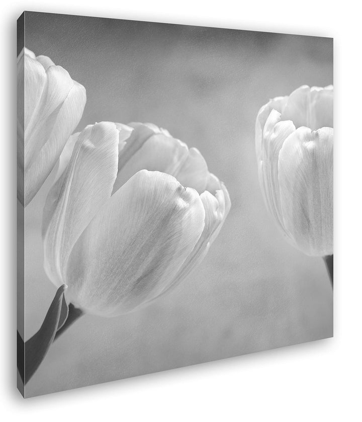 deyoli Rosafarbene Tulpen Format: 70x70 Effekt: Schwarz&Weiss als Leinwandbild, Motiv auf Echtholzra