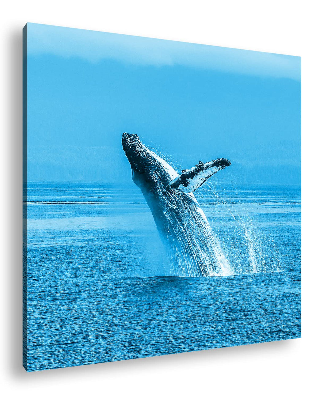 deyoli atemberaubender Buckelwal im Meer Format: 40x40 Effekt: Monocrome Blau als Leinwandbild, Moti