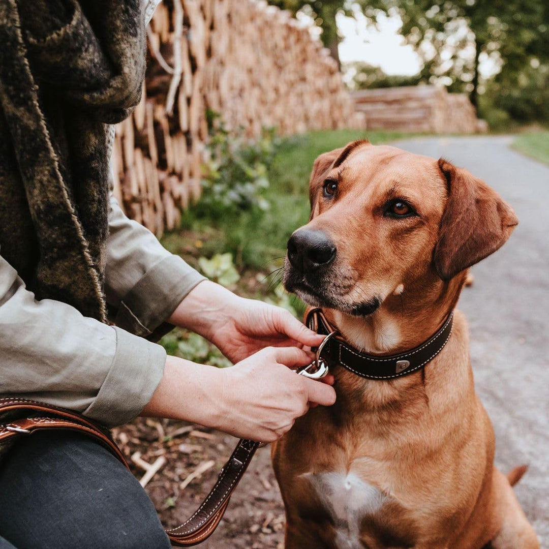 HUNTER TARA Hundehalsband, Leder, Juchtenleder, belastbar, witterungsbeständig, 45 (S), dunkelbraun/