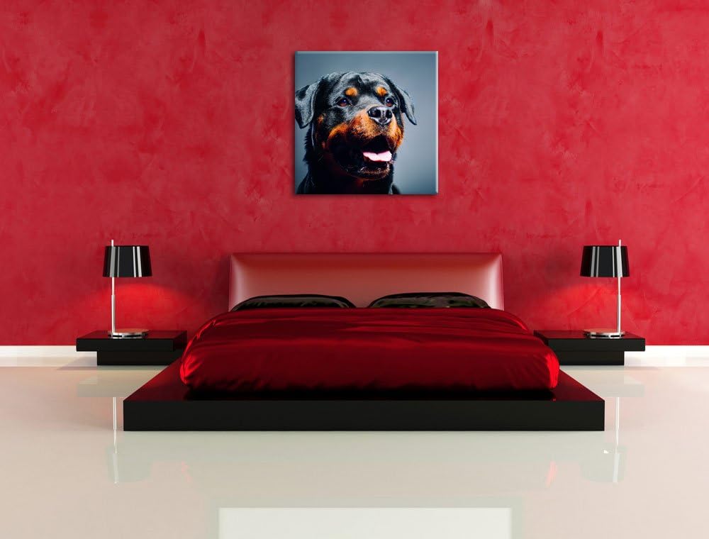 Treuer Rottweiler, Format: 70x70 auf Leinwand, XXL riesige Bilder fertig gerahmt mit Keilrahmen, Kun