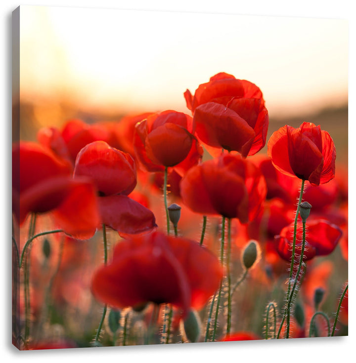 Pixxprint Feuriger Mohn, Format: 70x70 auf Leinwand, XXL riesige Bilder fertig gerahmt mit Keilrahme