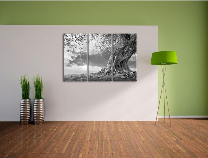 Pixxprint Verwurzelter starker Baum im Sonnenuntergang Kunst B&W 3-Teiler Leinwandbild 120x80 Bild a