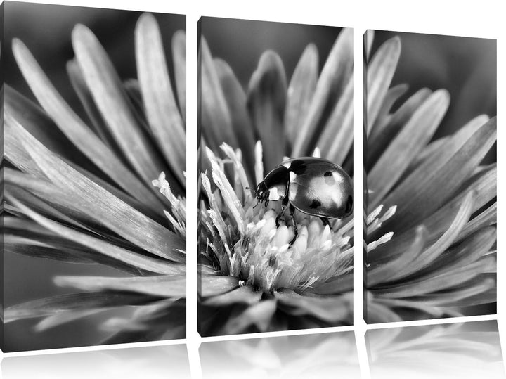 Pixxprint Marienkäfer auf Blume als Leinwandbild/Grösse: 3 Teilig (120x80) cm/Wandbild/Kunstdruck/fe