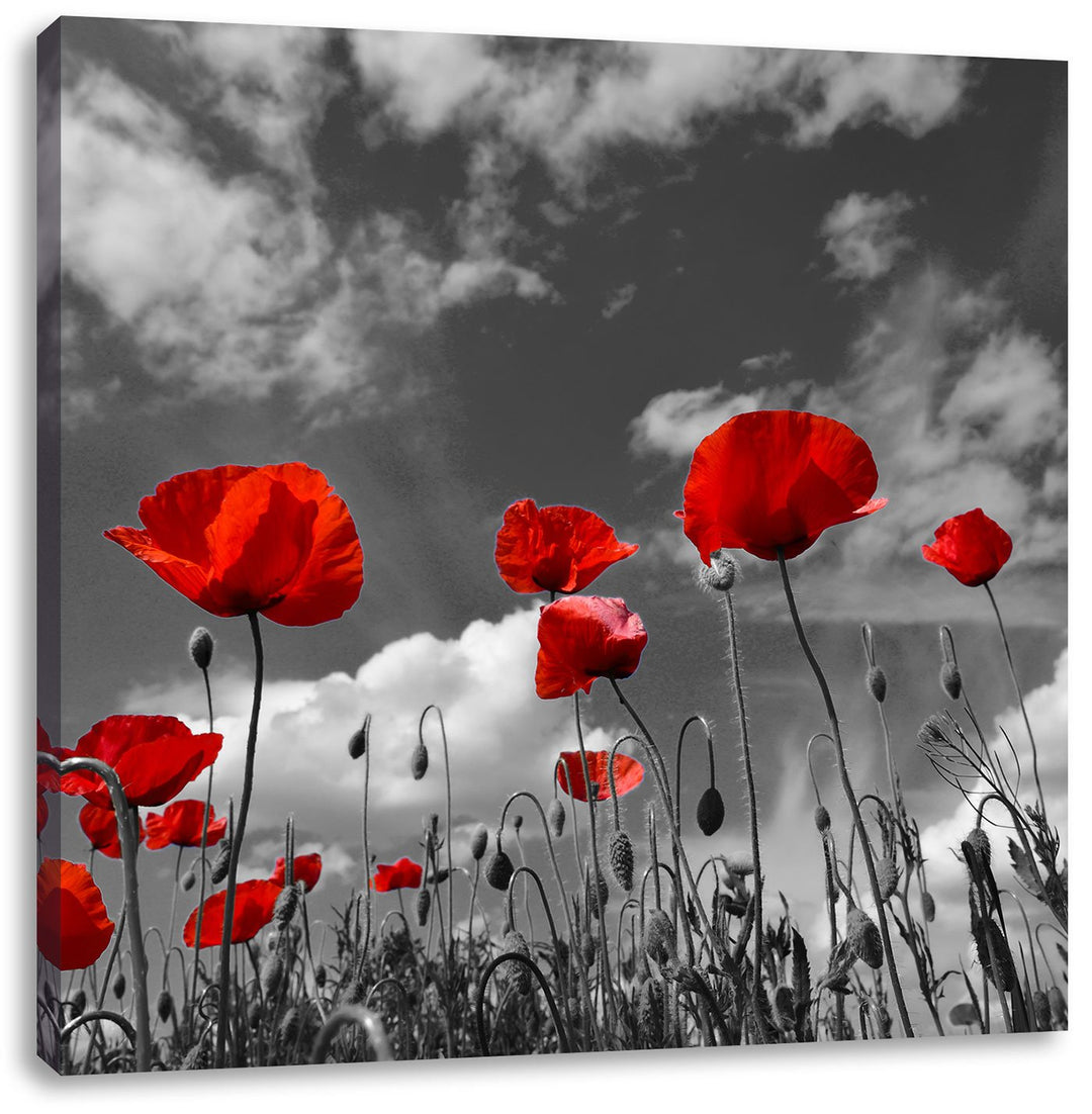 Pixxprint Wiese mit Blumen / 70x70cm Leinwandbild bespannt auf Holzrahmen/Wandbild Kunstdruck Dekora
