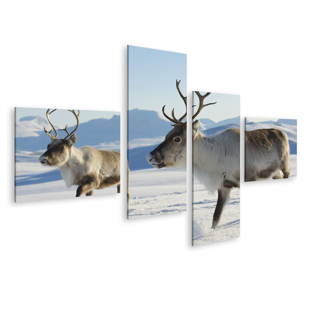 islandburner Bild auf Leinwand Rentiere Natürliche Umgebung Tromso Region Nordnorwegen Bilder Wandbi