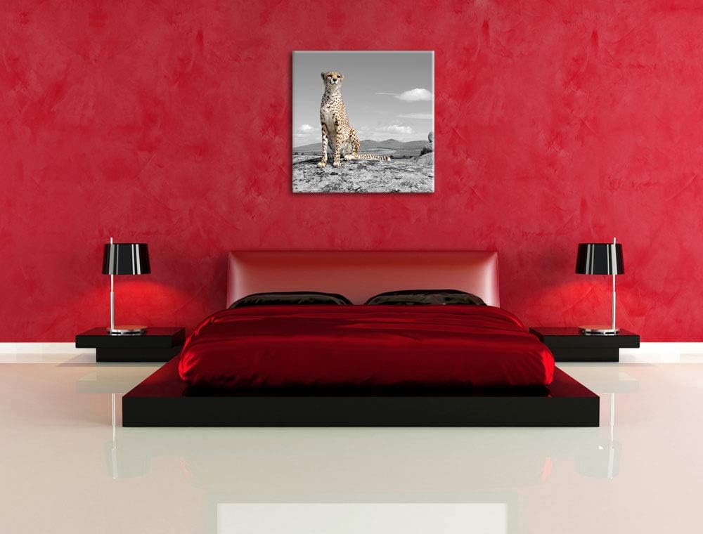 Pixxprint stolzer Gepard als Leinwandbild/Grösse: 70x70 cm/Wandbild/Kunstdruck/fertig bespannt, 70x7