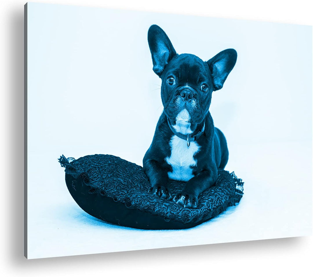 deyoli putzige Bulldogge mit einem Rotem Kissen Format 80x60 Effekt: Monocrome Blau als Leinwandbild