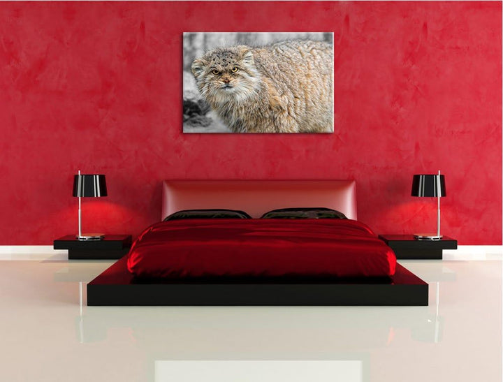 gereizte kleine Manul schwarz/weiss Format: 100x70auf Leinwand, XXL riesige Bilder fertig gerahmt mi