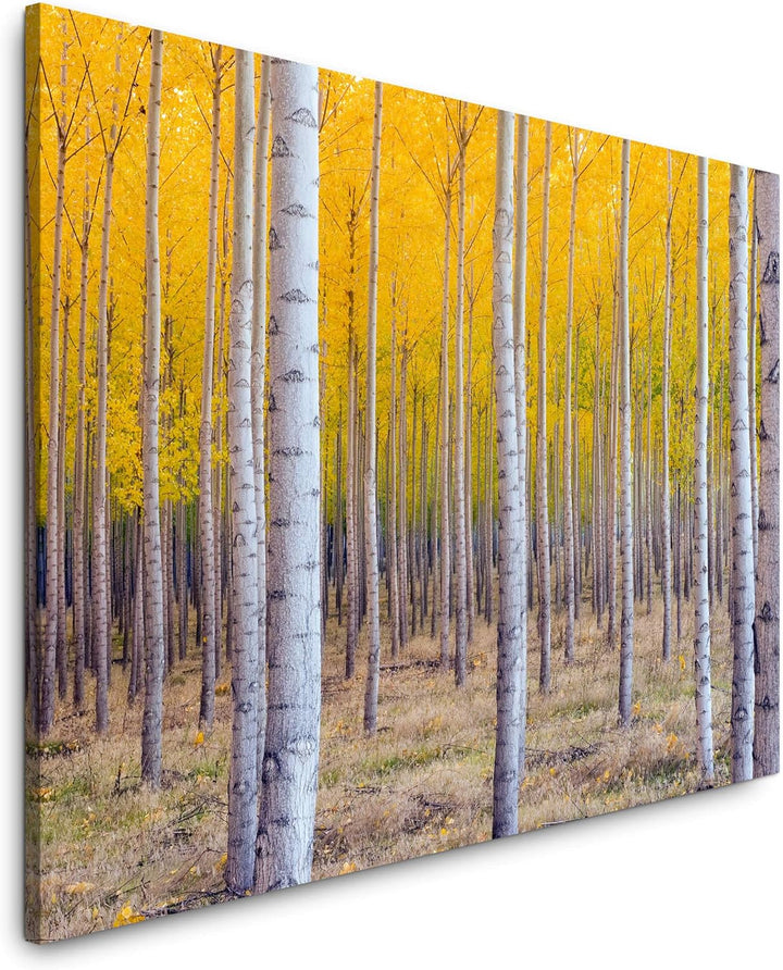 bestforhome 90x60cm Leinwandbild Birkenwald im Herbst mit gelben Blättern Leinwand auf Holzrahmen 60