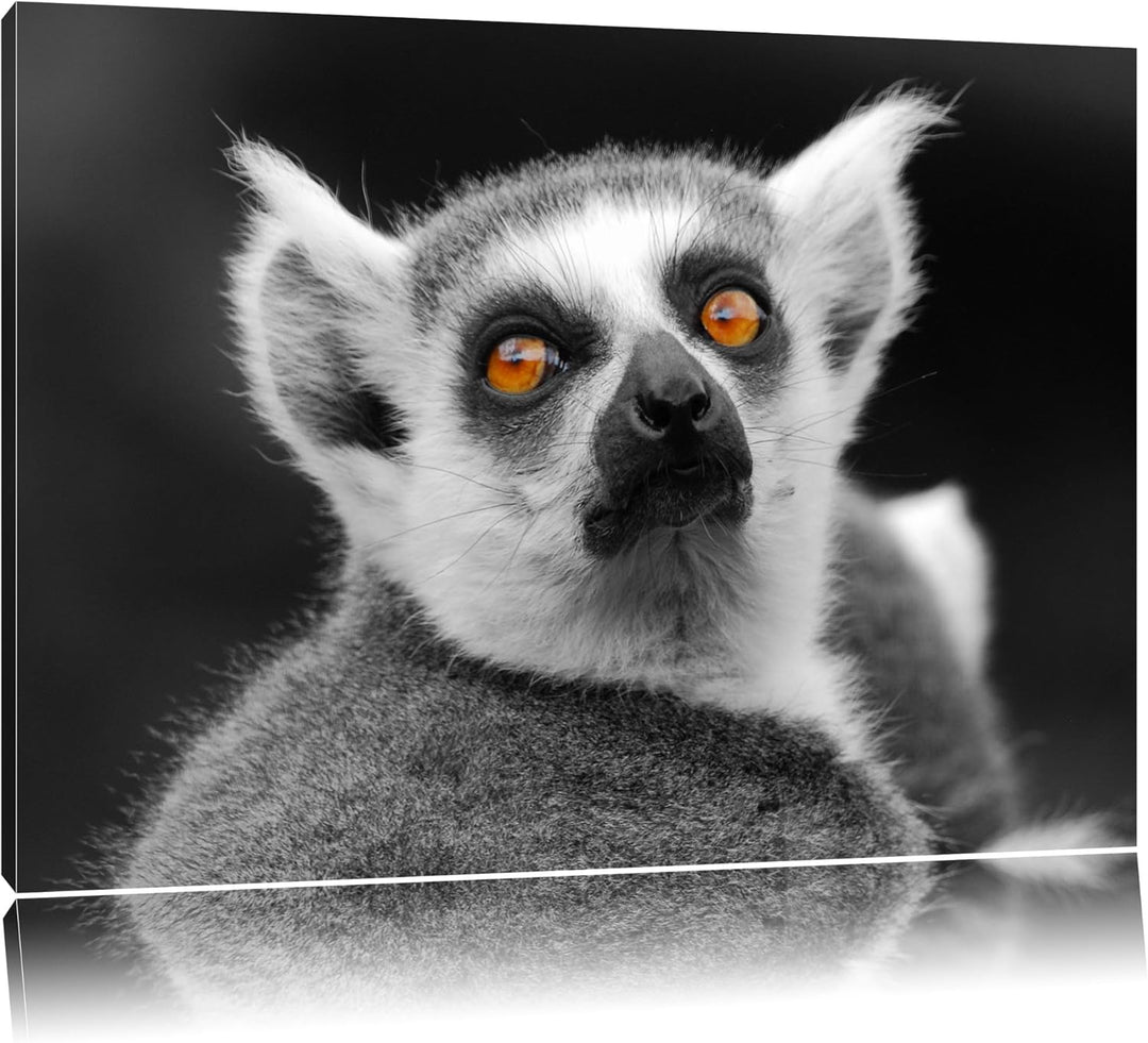 Pixxprint bildschöner Katta schwarz/weiss auf Leinwand, XXL riesige Bilder fertig gerahmt mit Keilra