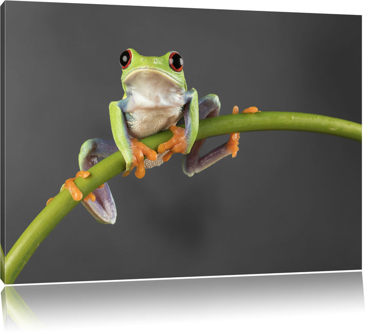 Pixxprint Baum-Frosch auf Bambus als Leinwandbild/Grösse: 100x70 / Wandbild/Kunstdruck/fertig bespan