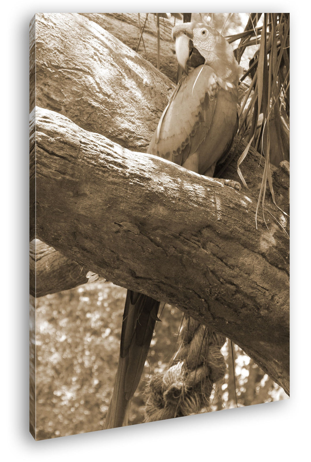 deyoli exotischer Papagei Format: 80x60 Effekt: Sepia als Leinwandbild, Motiv fertig gerahmt auf Ech