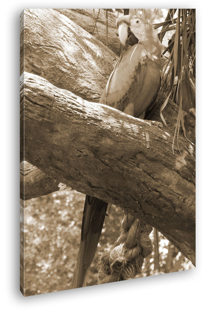 deyoli exotischer Papagei Format: 80x60 Effekt: Sepia als Leinwandbild, Motiv fertig gerahmt auf Ech