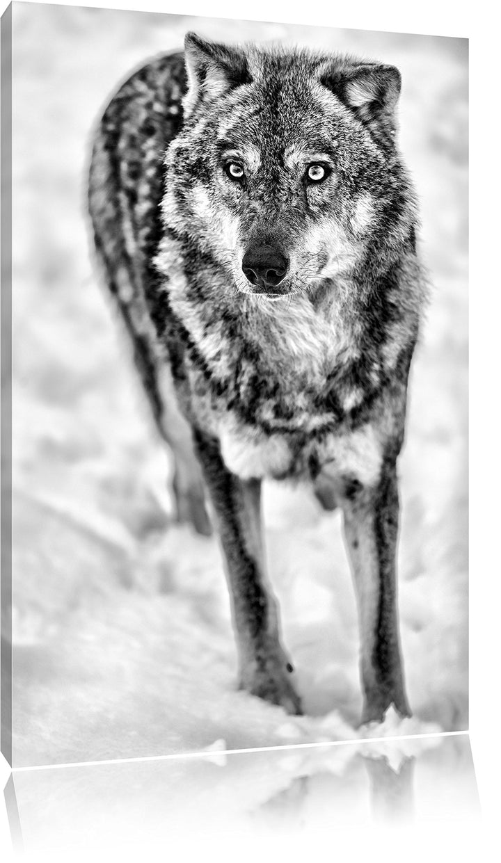 Pixxprint Wolf in Schneelandschaft als Leinwandbild/Grösse: 100x70 cm/Wandbild/Kunstdruck/fertig bes