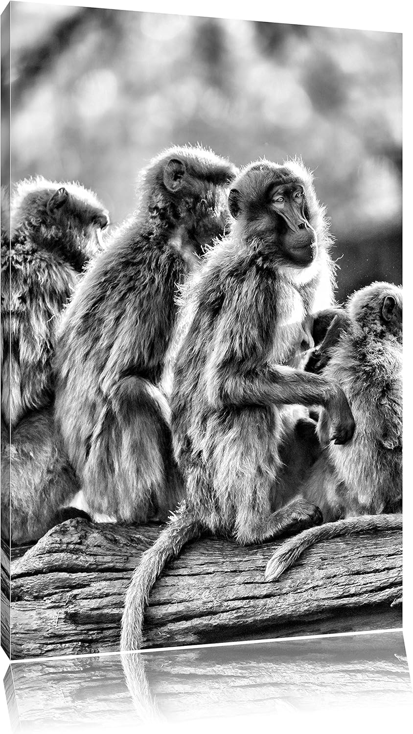 Pixxprint Monocrome, liebevolle Affenfamilie, Format: 100x70 auf Leinwand, riesige Bilder fertig ger