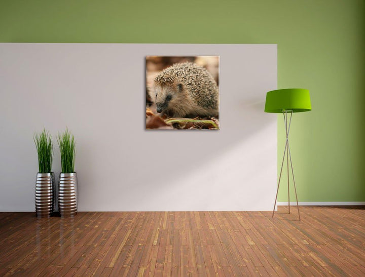 Pixxprint Kleiner Igel, Format: 70x70 auf Leinwand, XXL riesige Bilder fertig gerahmt mit Keilrahmen