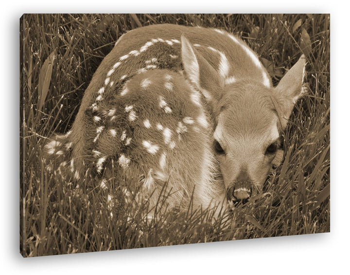 deyoli goldiges Rehkitz im hohen Gras Format: 80x60 Effekt: Sepia als Leinwandbild, Motiv fertig ger