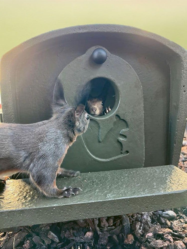 Schwegler Aufzuchtkobel für Eichhörnchen