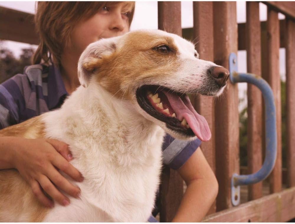 PetSafe Staywell Haustiertüre Original aus Kunststoff mit 2 Verschlussoptionen, Für Haustiere bis zu