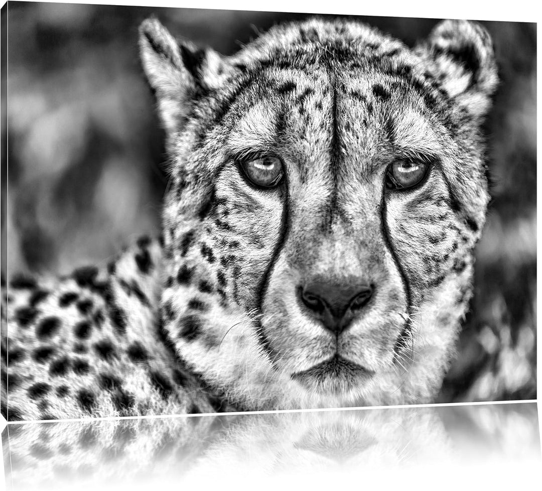 Pixxprint ruhender Gepard als Leinwandbild/Grösse: 100x70 cm/Wandbild/Kunstdruck/fertig bespannt, 10