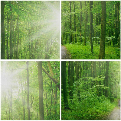 Panorama Bilder auf Leinwand 100x40cm Leinwandbild Sonnenstrahlen Wald Sommer Gross Wanddeko Bild Sc