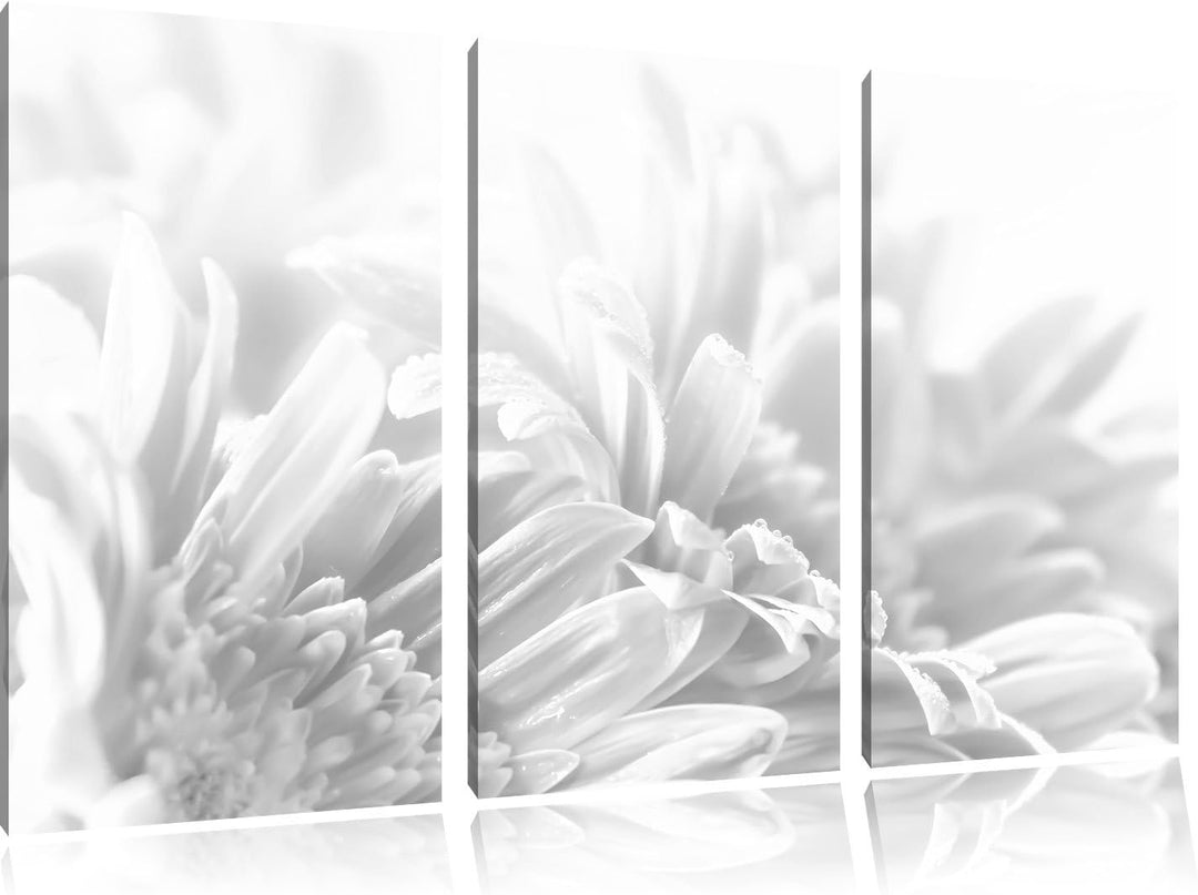 Pixxprint Gerbera-Blume / 3-Teilig/Gesamtmass 120cm Leinwandbild bespannt auf Holzrahmen/Wandbild Ku