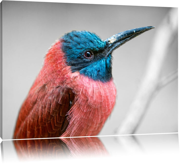 kleiner tropischer Vogel schwarz/weiss auf Leinwand, XXL riesige Bilder fertig gerahmt mit Keilrahme