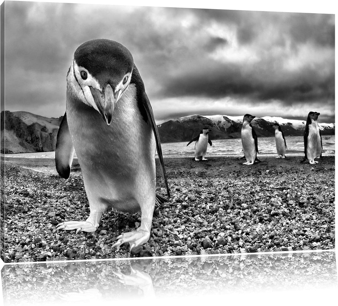Lustige Pinguine als Leinwandbild/Grösse: 100x70 / Wandbild/Kunstdruck/fertig bespannt, 100x70