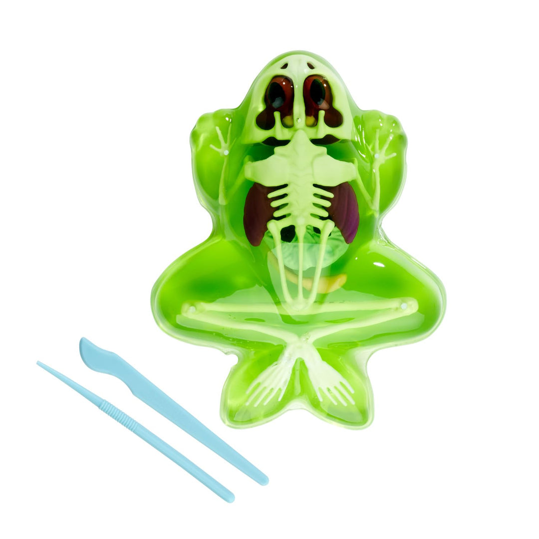 Simba Scout Dissect-It Frosch, zum Sezieren, 16cm, Skelett und Organe zum Zusammenbauen, Nachfüllset