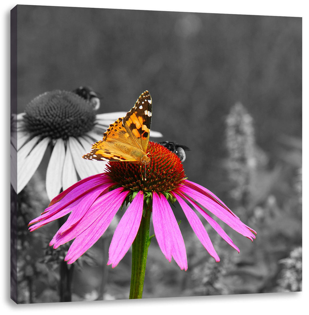 Pixxprint Schmetterling auf Kornblume als Leinwandbild Quadratisch/Grösse: 70x70 / Wandbild/Kunstdru