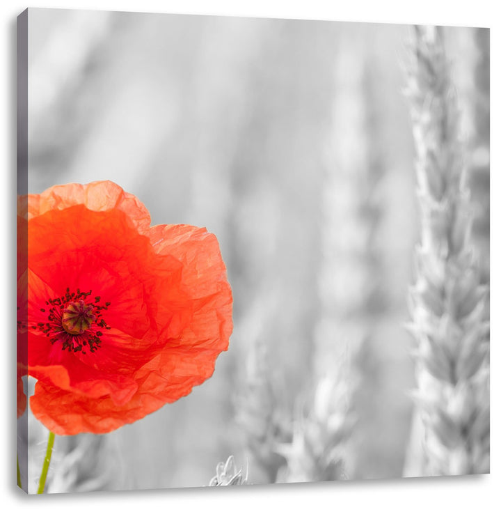 Pixxprint Mohnblume im Kornfeld als Leinwandbild/Grösse: 70x70 cm/Wandbild/Kunstdruck/fertig bespann