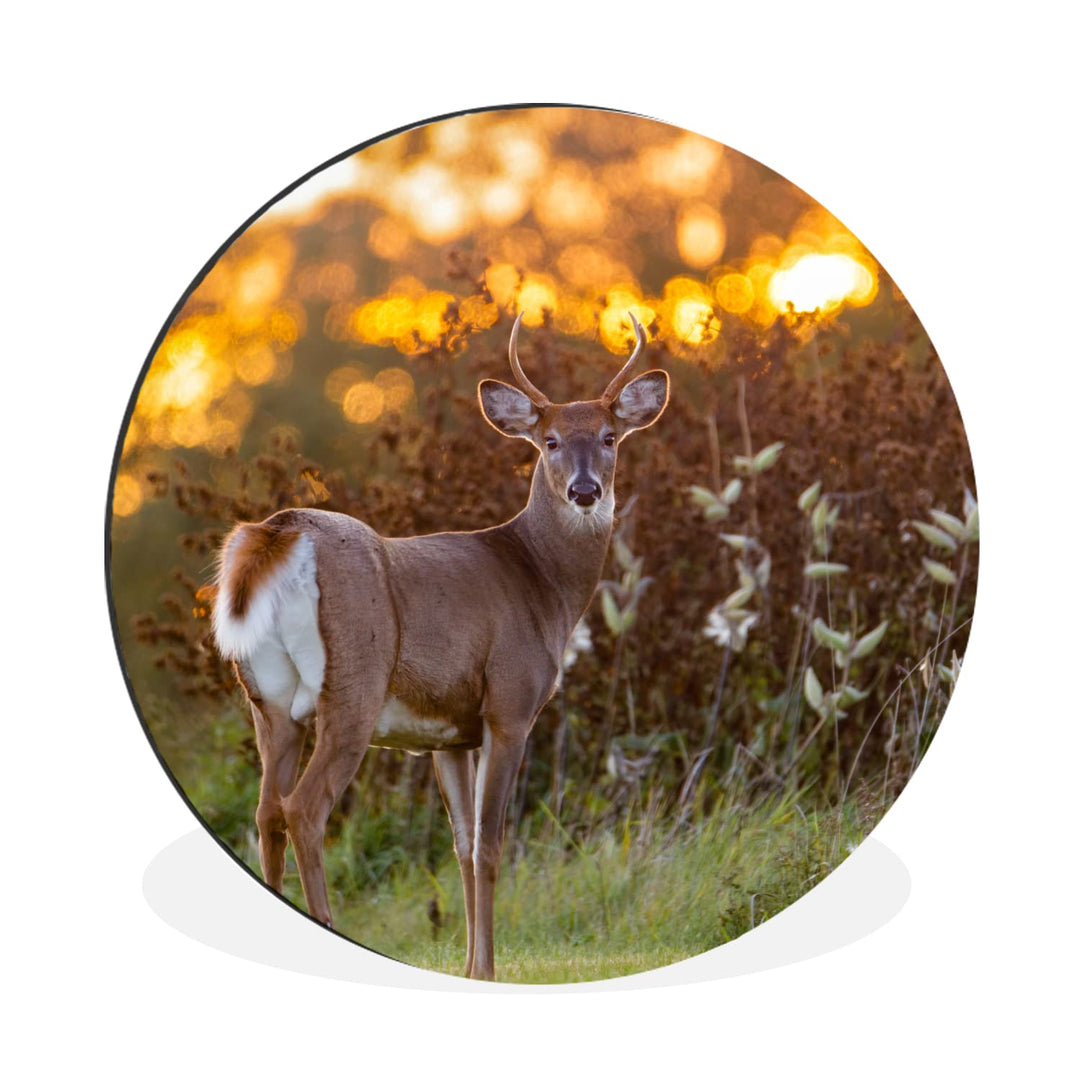 MuchoWow Wandbild Rund Wanddeko Deko Wohnzimmer Bilder 90x90 cm Hirsche - Pflanzen - Sonnenuntergang