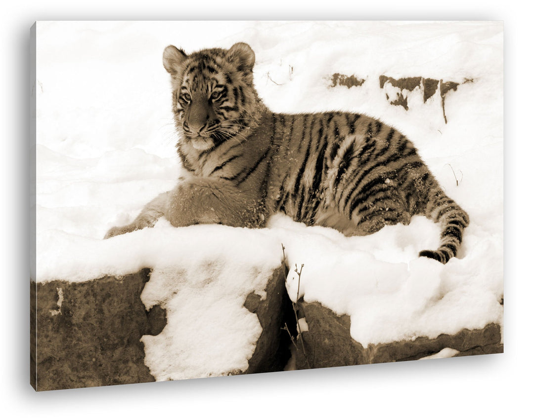 deyoli ruhig liegender Tiger im Schnee Format: 80x60 Effekt: Sepia als Leinwandbild, Motiv fertig ge