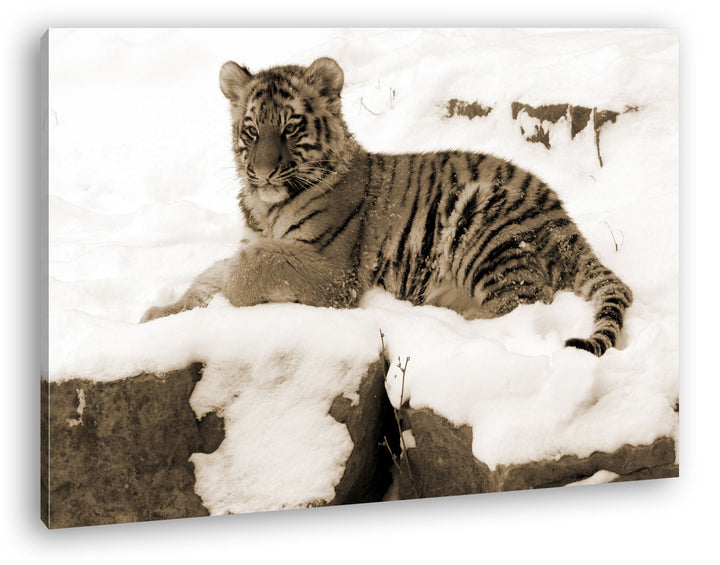deyoli ruhig liegender Tiger im Schnee Format: 80x60 Effekt: Sepia als Leinwandbild, Motiv fertig ge