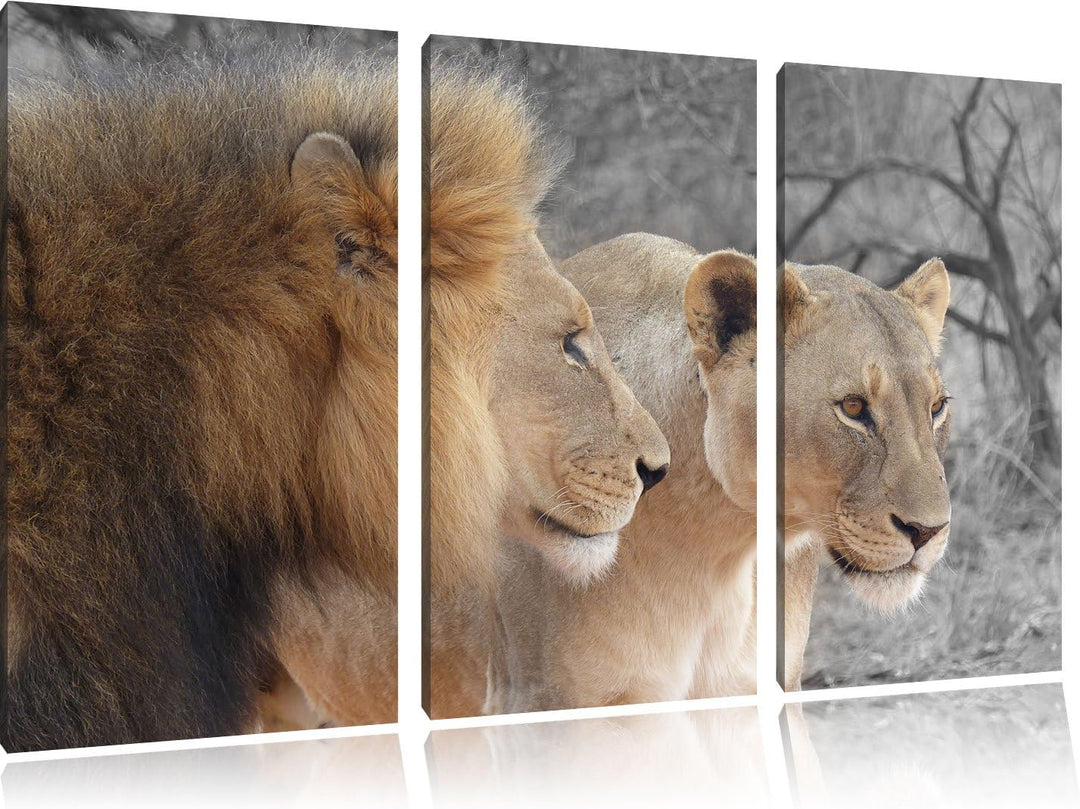 Pixxprint stolzes Löwenpaar als Leinwandbild | Grösse: 3 Teilig (120x80) | Wandbild| Kunstdruck | fe