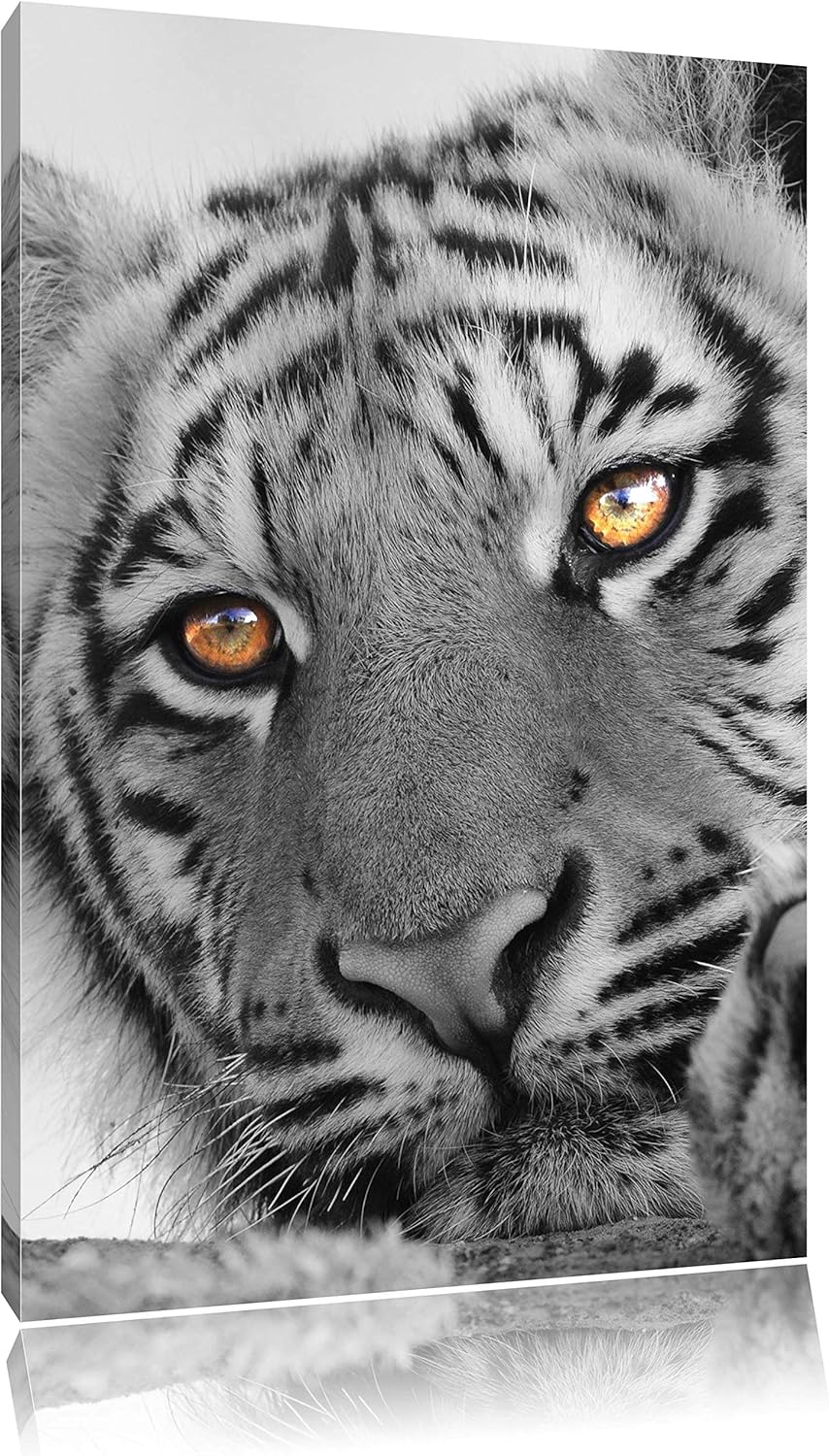 Pixxprint entspannter Tiger schwarz/weiss als Leinwandbild/Grösse: 120x80 cm/Wandbild/Kunstdruck/fer