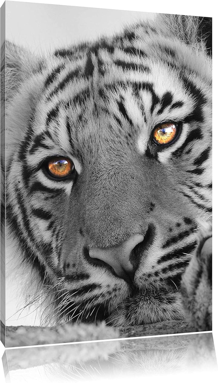 Pixxprint entspannter Tiger schwarz/weiss als Leinwandbild/Grösse: 100x70 cm/Wandbild/Kunstdruck/fer