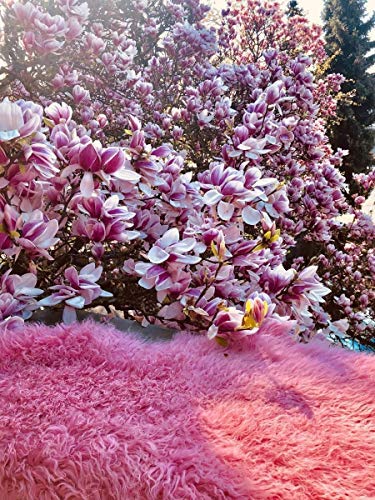 Hollert Lammfell Tibet Sheepskin Monglolisches Schaffell gelockt sehr weich Echtfell Dekoration Läuf