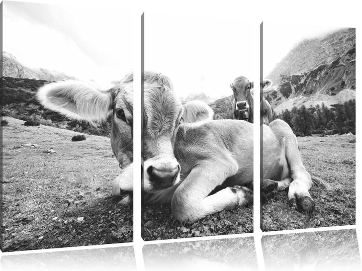Pixxprint Almkuh in den Bergen als Leinwandbild/Grösse: 3 Teilig (120x80) cm/Wandbild/Kunstdruck/fer