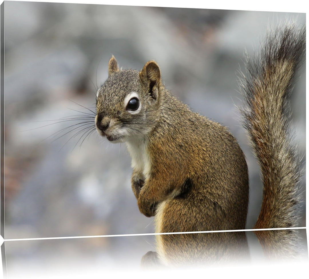kleines wachsames Eichhörnchen Leinwand, XXL riesige Bilder fertig gerahmt mit Keilrahmen, Kunstdruc